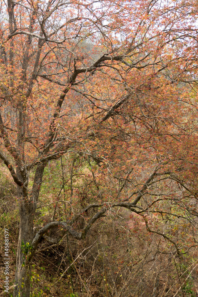Leaves on the branches in the autumn forest