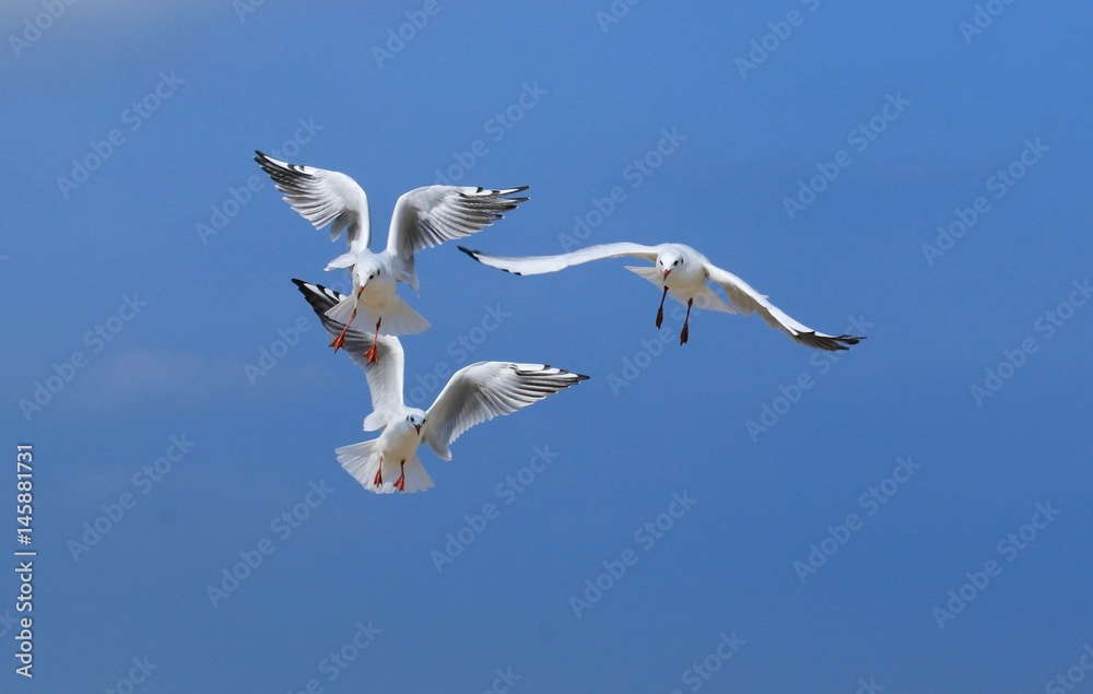 Naklejka premium Drei Fliegende Möwen am blauen Himmel