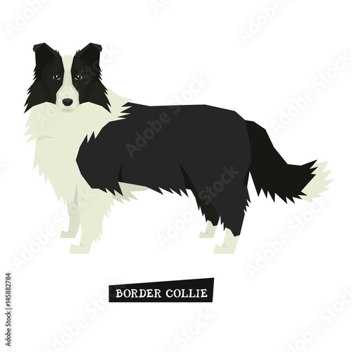 Dog collection Border Collie Geometric style Isolated object