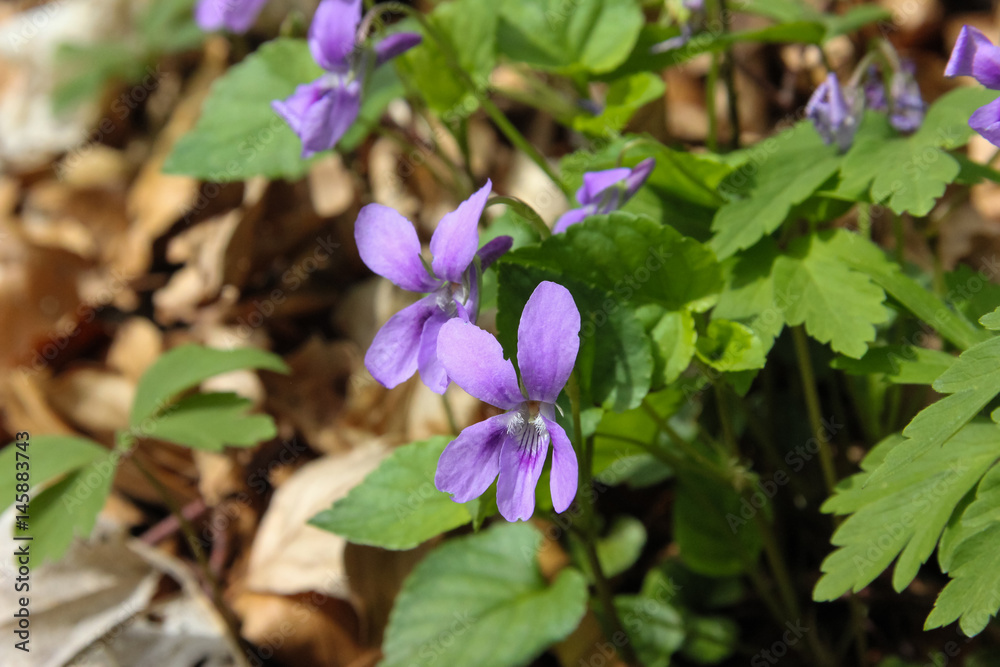 fresh springtime plants fresh springtime plants