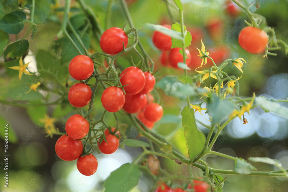 Bunch of red cherry tomatoes ready for picking with fresh green background.