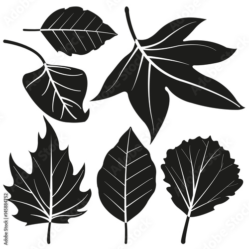 Set of leaves. Vector illustration