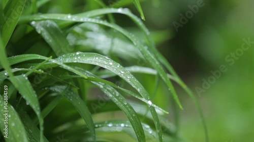 Rain falls on leaves 