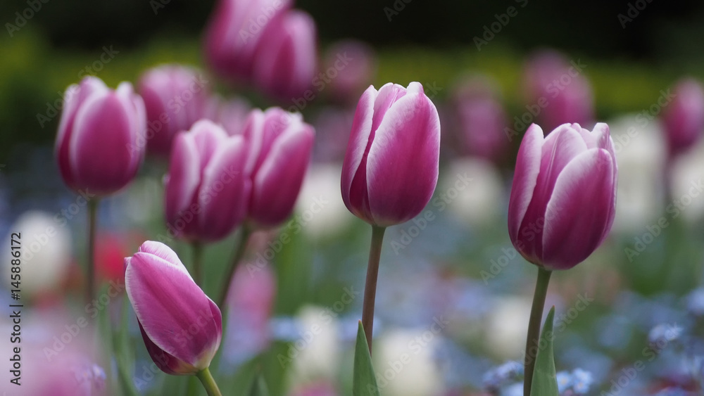 Tulpen in einem Stadtpark