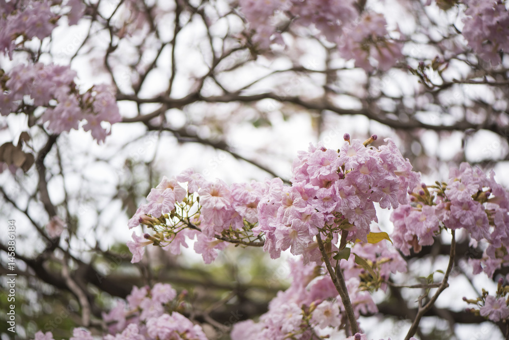 Pink trumpet tree Pink trumpet tree