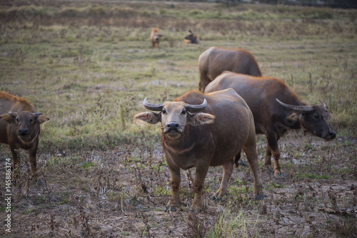 buffalo