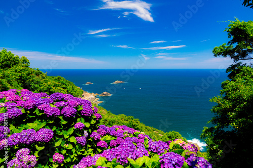 アジサイ　桃源郷岬