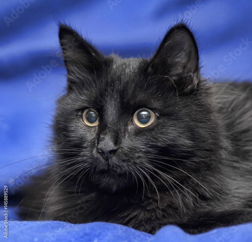 Black cat on a blue background photo