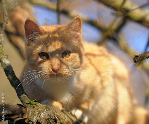 Red cat on a tree photo