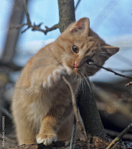 Red cat on a tree photo