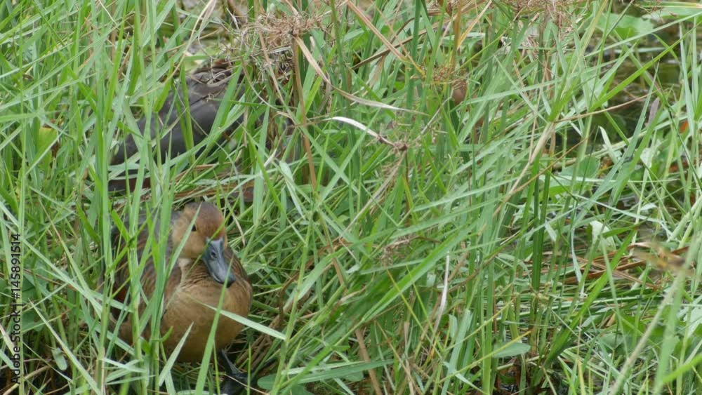a lesser whistling duck is cleaning its body a lesser whistling duck is cleaning its body