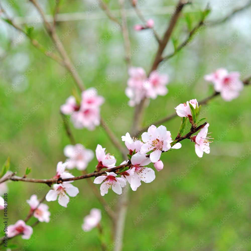 Blossoming peach tree branches Blossoming peach tree branches