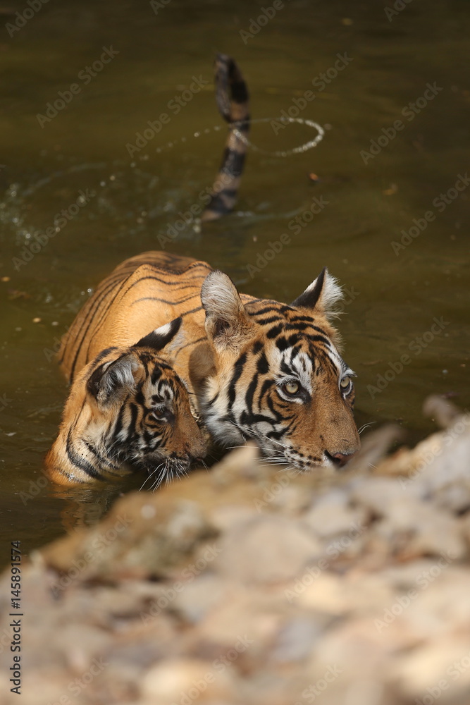 Naklejka premium Tiger female and her cub with playing in the watter/wild animals in the nature habitat/wild india/tigers love watter play