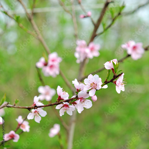 Blossoming peach tree branches © alena0509