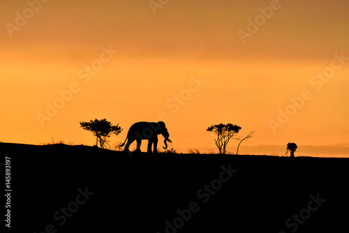 Trees  elephant and male photographer silhouette on a hill at sunrise