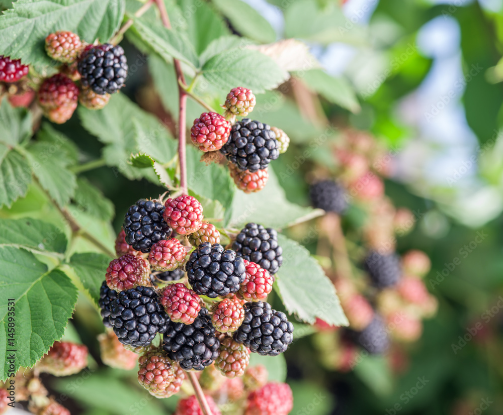 Blackberries on the shrub in the garden. Blackberries on the shrub in the garden.
