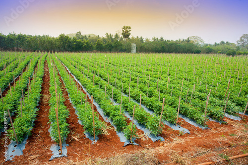tomato plant beautiful sky background