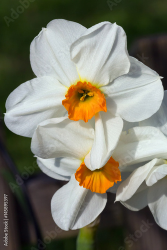 Narcissus Barret Browning