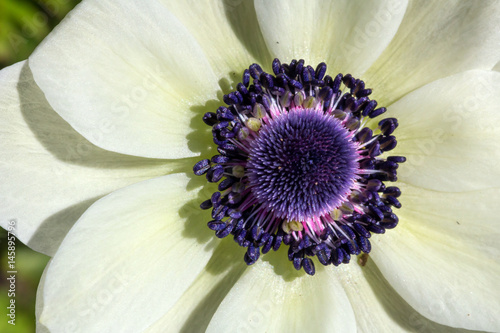Anemone coronaria ou anémone couronnée violet