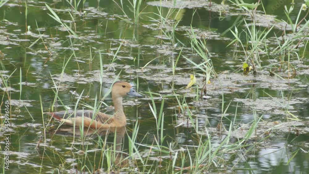 A lesser whistling duck is swimming in the pond covering with grass A lesser whistling duck is swimming in the pond covering with grass