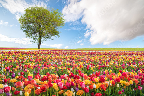 Rural Landscape with Flowers photo