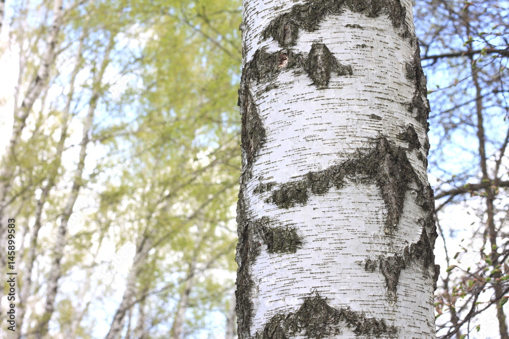 The texture of the birch tree trunk bark in birch grove closeup