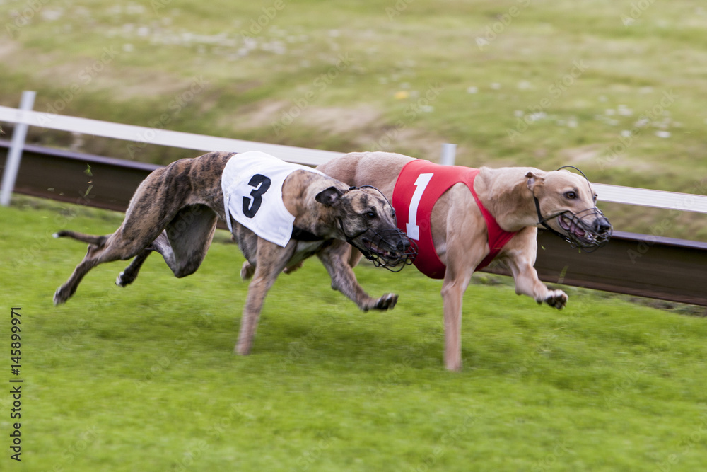 Two greyhounds racing side by side