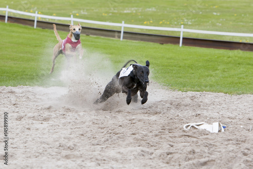 Greyhound during a competition