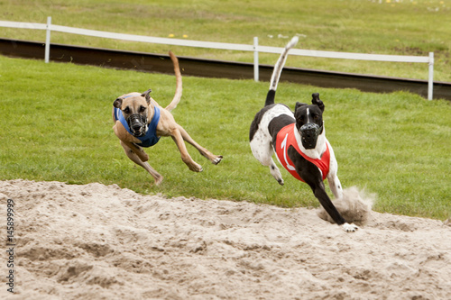 Two greyhounds during a race