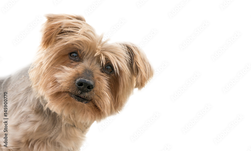 funny dog isolated face peeking from one side, surprised dog. dogguie with curiosity expression raising his ears. Hey what's up dog brown Yorkshire Terrier dog. Blurry background funny dog isolated face peeking from one side, surprised dog. dogguie with curiosity expression raising his ears. Hey what's up dog brown Yorkshire Terrier dog. Blurry background