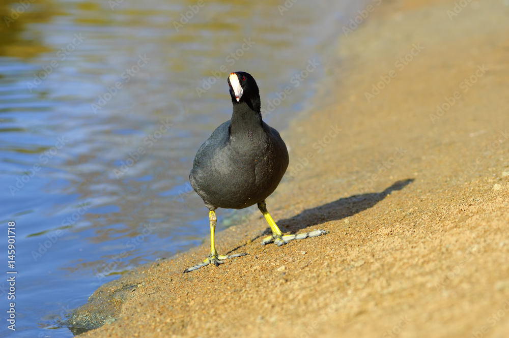 The American Coot walking on a shore (Fulica americana) The American Coot walking on a shore (Fulica americana)