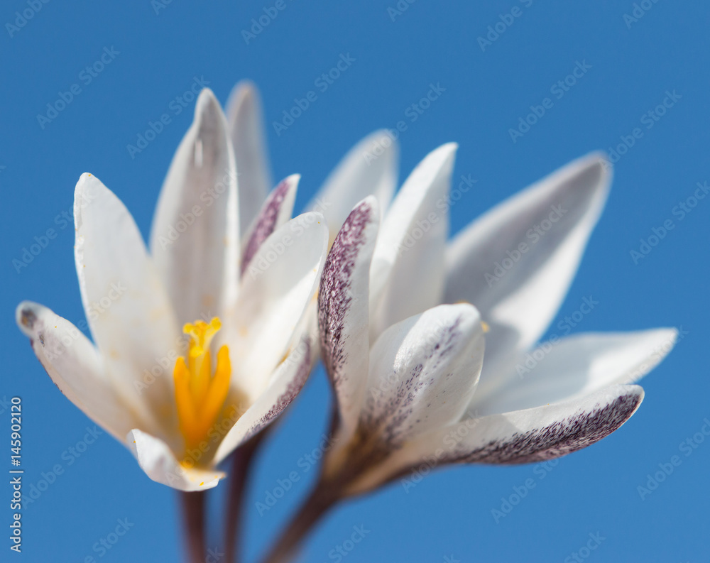 Fototapeta premium Flower snowdrop