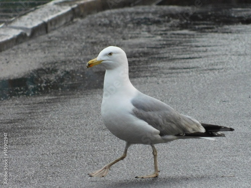 Seagull walk on street in Gdansk