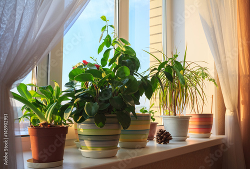 Slika na platnu Potted green plants on window at sunset