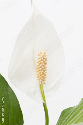 White flower with long pestle