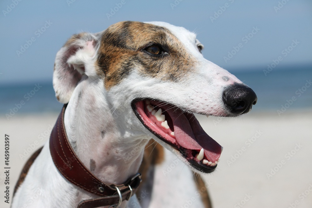 hübsches windhund kopf portrait am strand