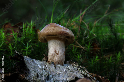 Pilze im Wald