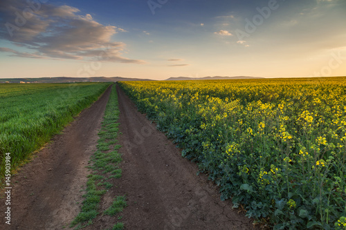 Fototapeta Naklejka Na Ścianę i Meble -  Dirt road between two fields with rapeseed and wheat