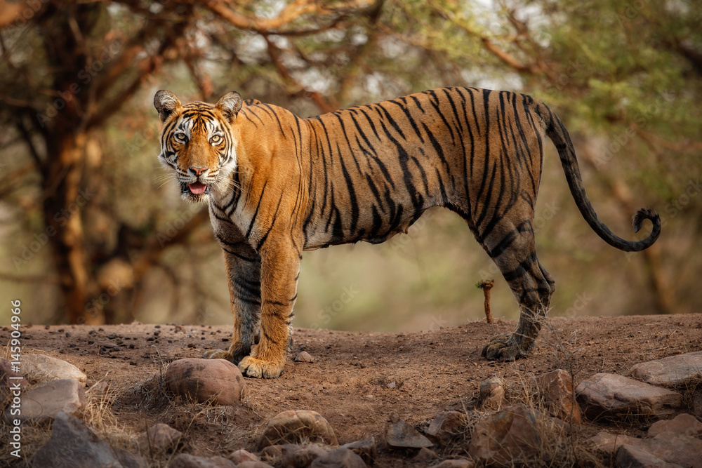 Young tiger female in a beautiful place full of color/wild animal in the  nature habitat/India/big cats/endangered animals/close up with tigress  Stock Photo | Adobe Stock