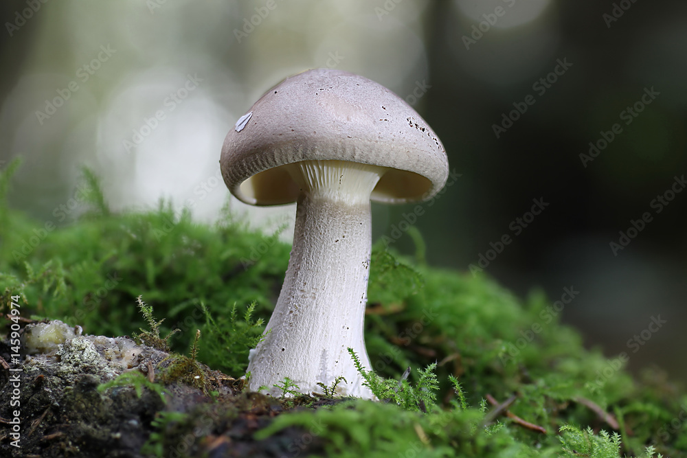 Fototapeta premium Pilze im Wald
