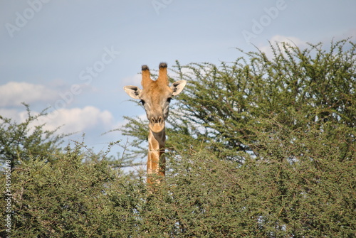 Giraffe