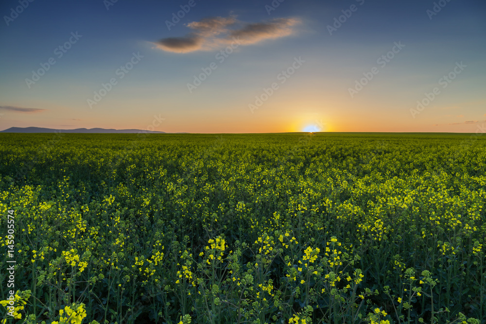 Field of rapeseed at sunset