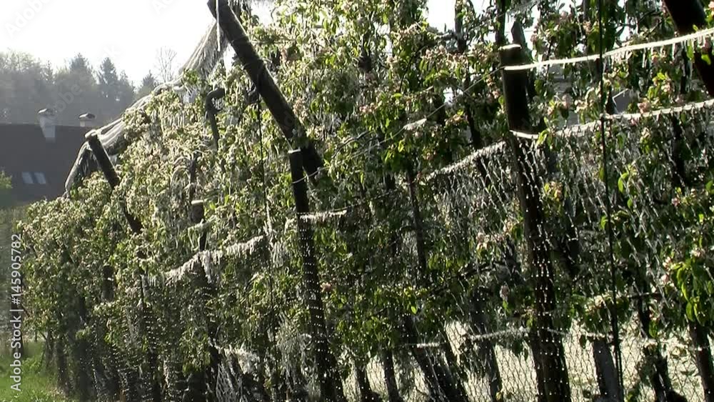 Frost am 21. April - das Eis an den Blüten und Blättern der Apfelplantage beginnt zu tauen Frost am 21. April - das Eis an den Blüten und Blättern der Apfelplantage beginnt zu tauen