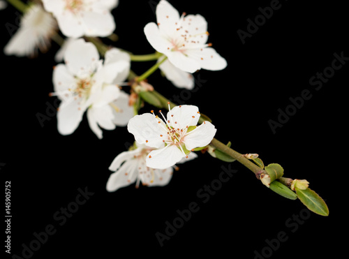 Cherry flowers on a black background
