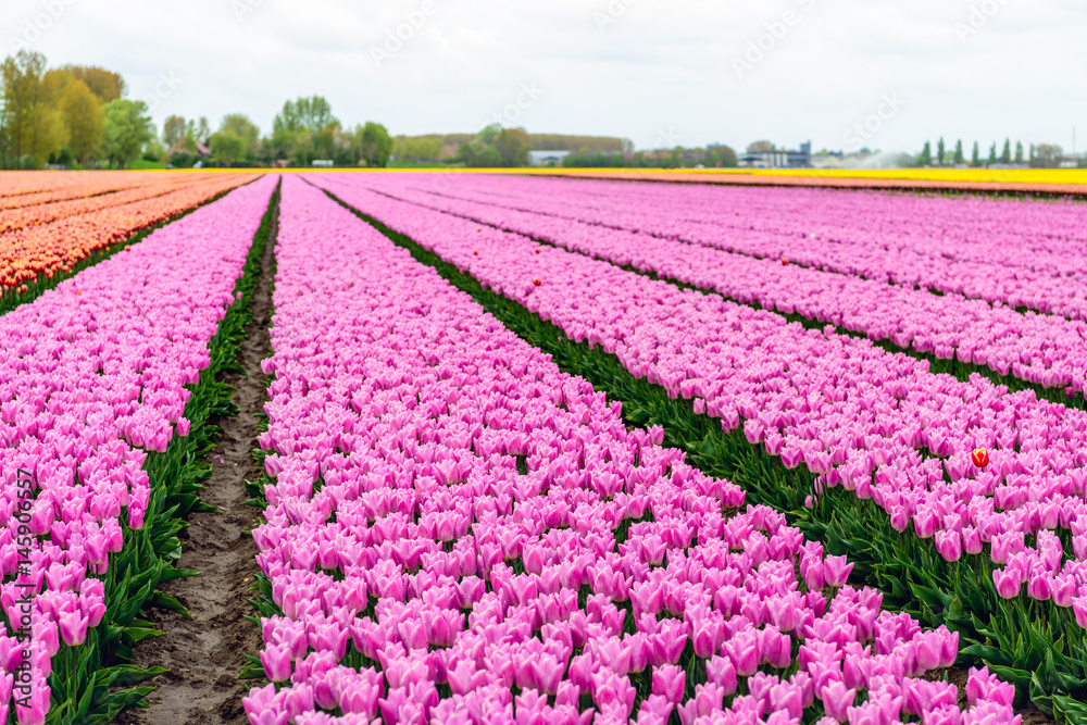 Almost endless rows of pink flowering tulip flowers in a large field
