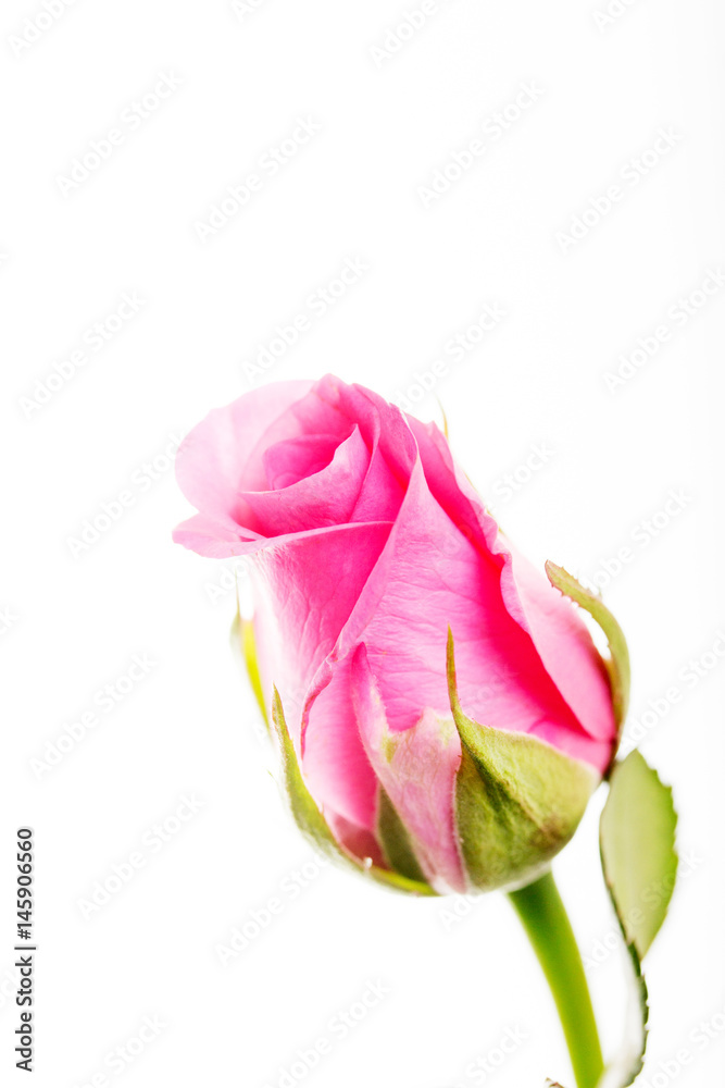 Delicate rose on a plain white background
