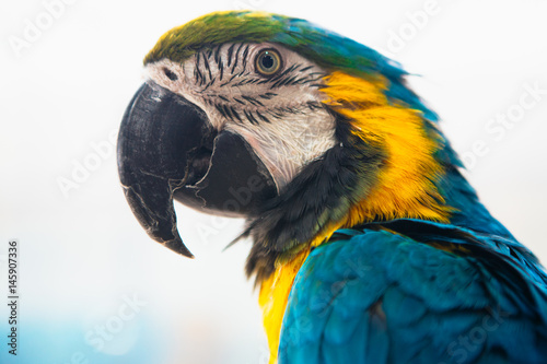 Parrot Ara Macaw blue and yellow portrait of a close-up
