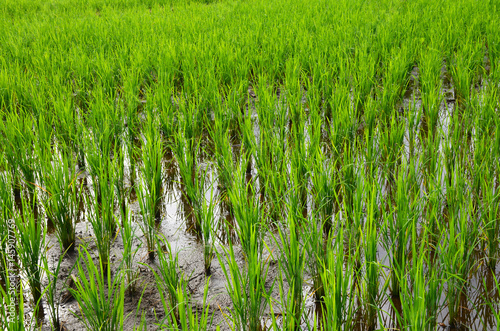 Fotografie ricefield at thailand