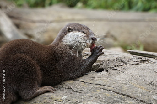 Seeotter beim Fressen photo