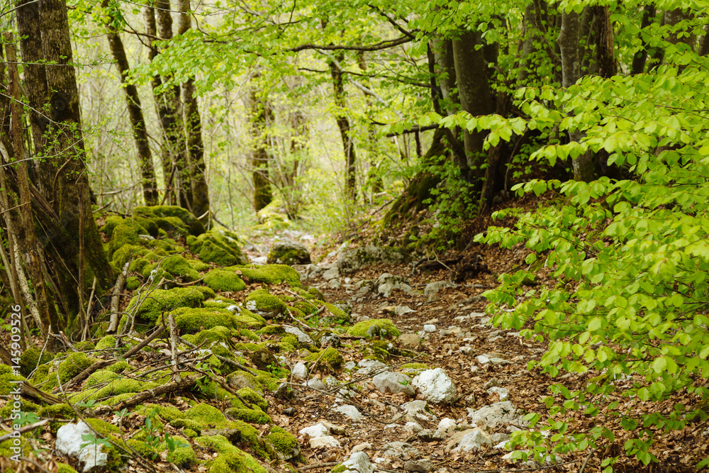 Obraz premium Green leaves everywhere surrounding an old trail through a forrest at spring.